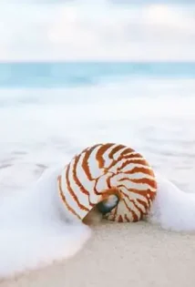 seashell at Hayat island